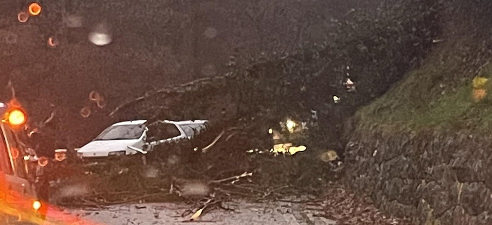 Un albero cade sulla strada del monte Grappa: paura per gli automobilisti di passaggio